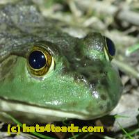 /home//u458753944/public_html/sourcegallery///Frogs/More bullfrogs/P7010209.JPG